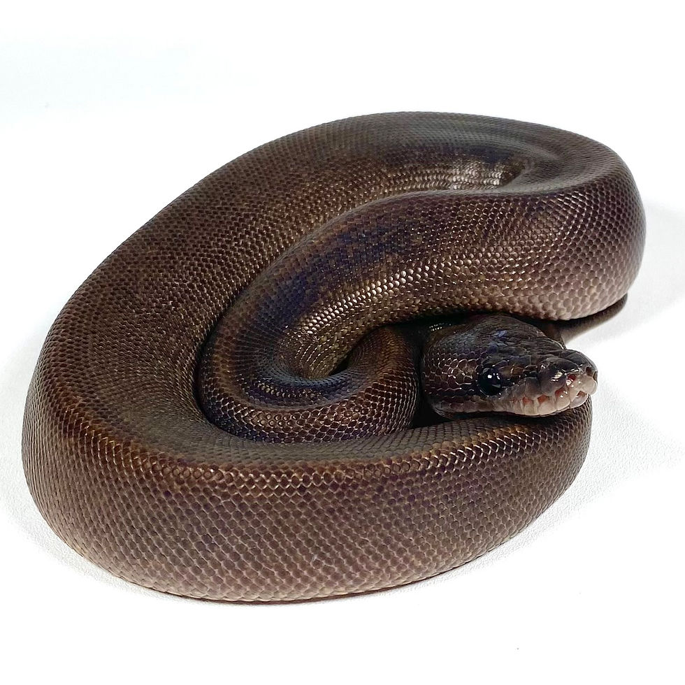Thumbnail: 0277_08 Suma TH Hypo Dreamsicle Ball Python