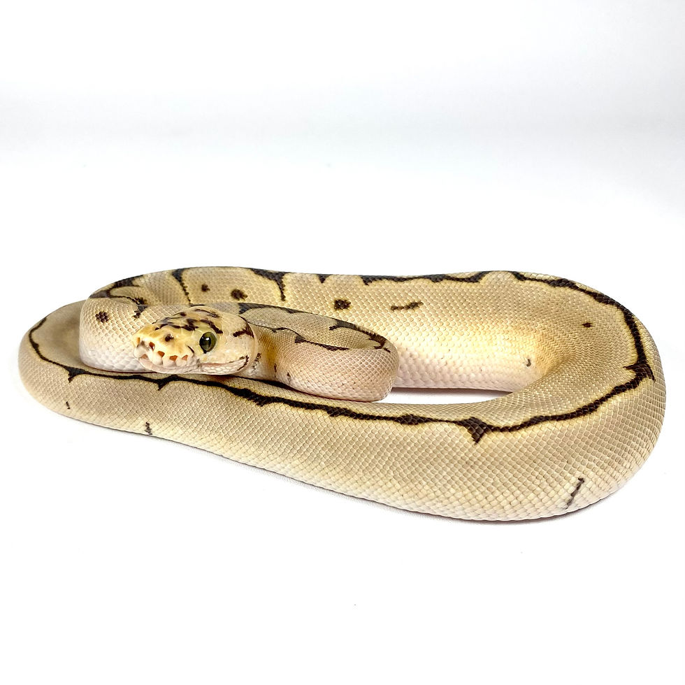 Thumbnail: 2025-15-U-2 GHI Spider Clown Het Hypo (RGI tested) Ball Python