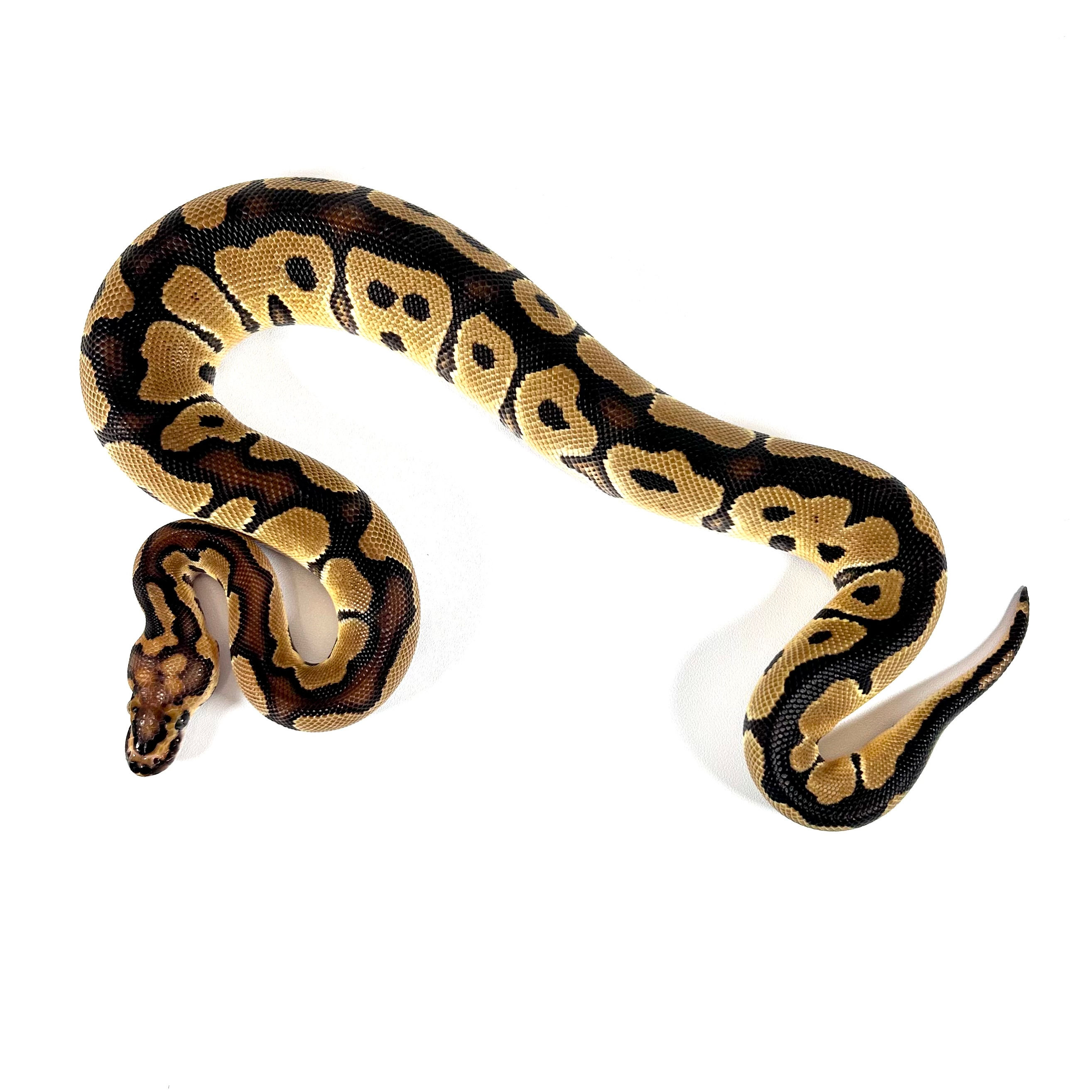 0373_02_7/24 OD Enchi Clown