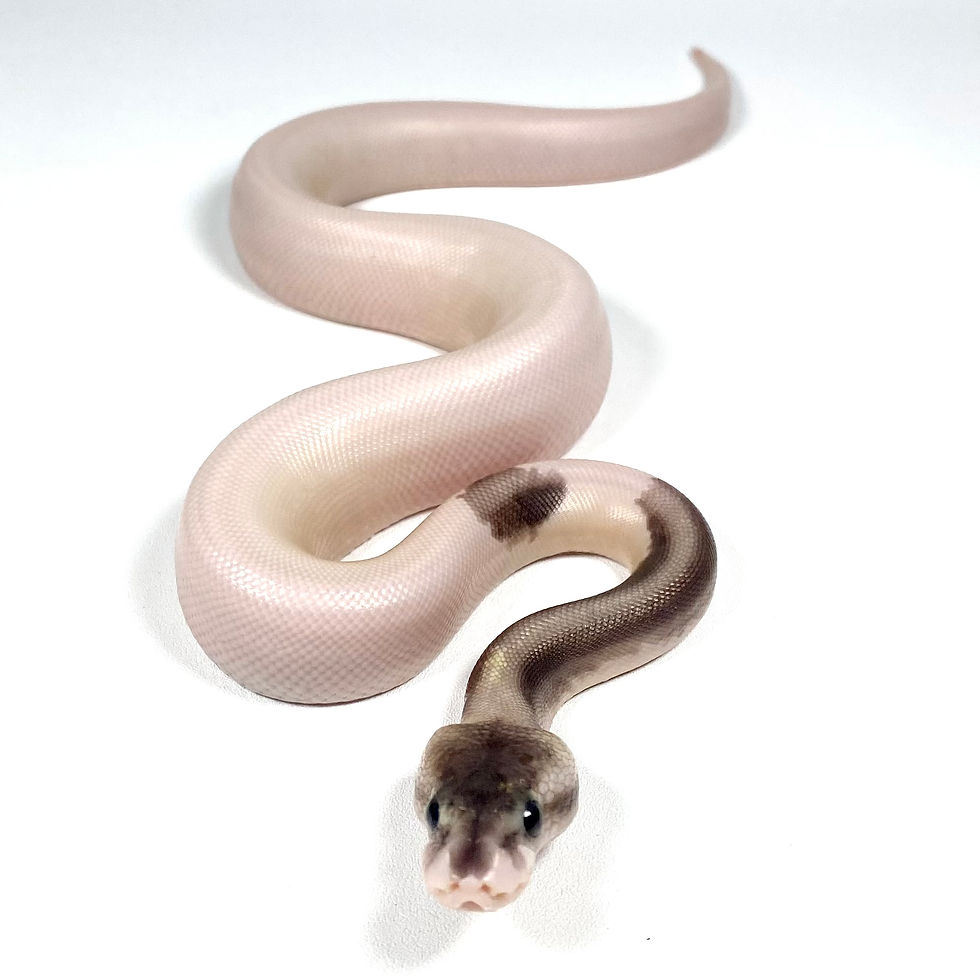 Thumbnail: 0427_02_8/25 Urban Camo Gray Matter POS GHI Ball Python