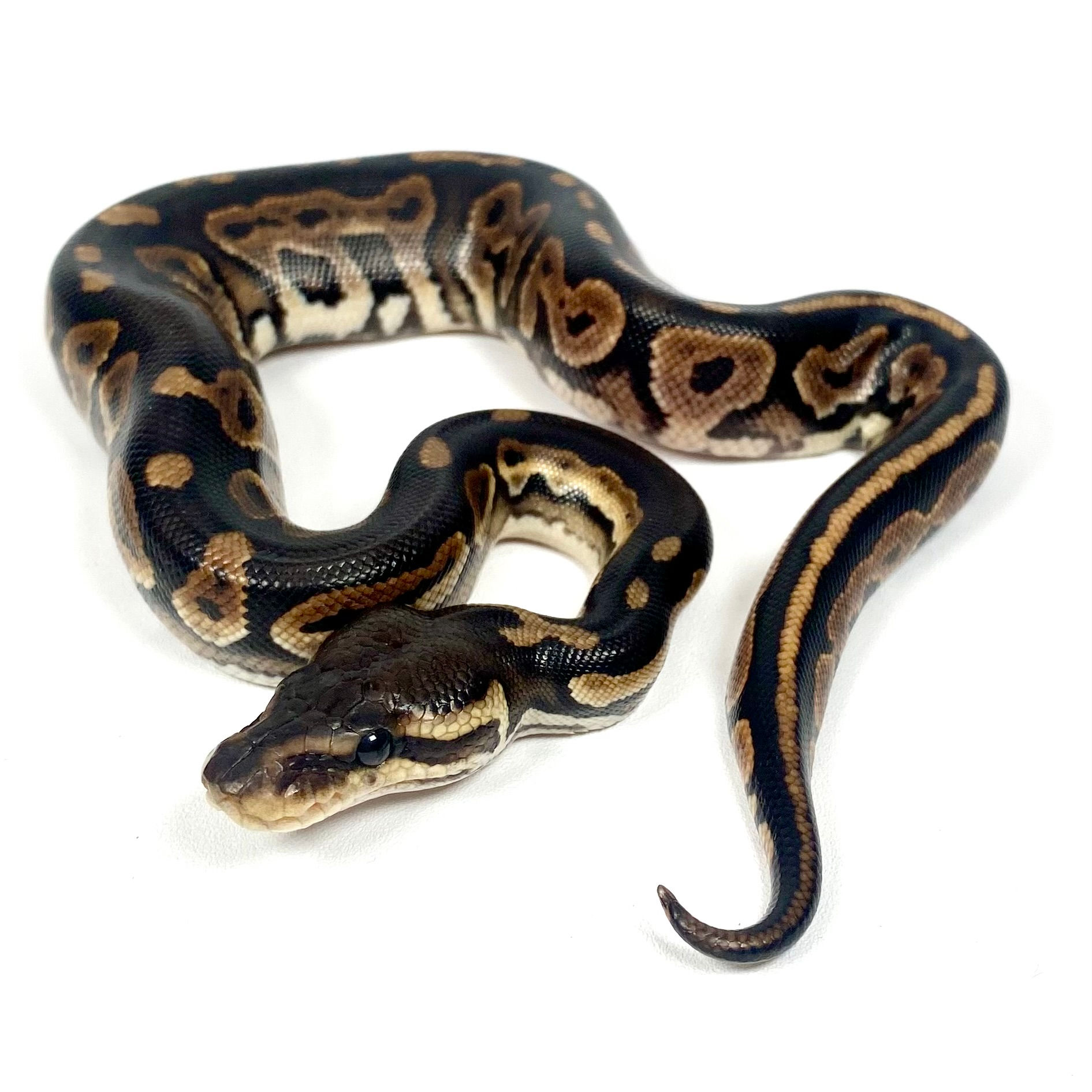 0427_03_8/25 Cinnamon Sandblast Het Pied Ball Python