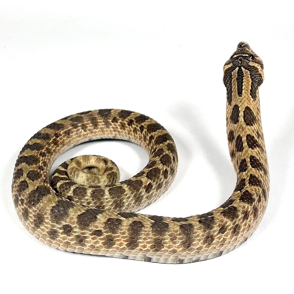Thumbnail: HN_807_2_0525-BB-M1 Sable het Albino Western Hognose