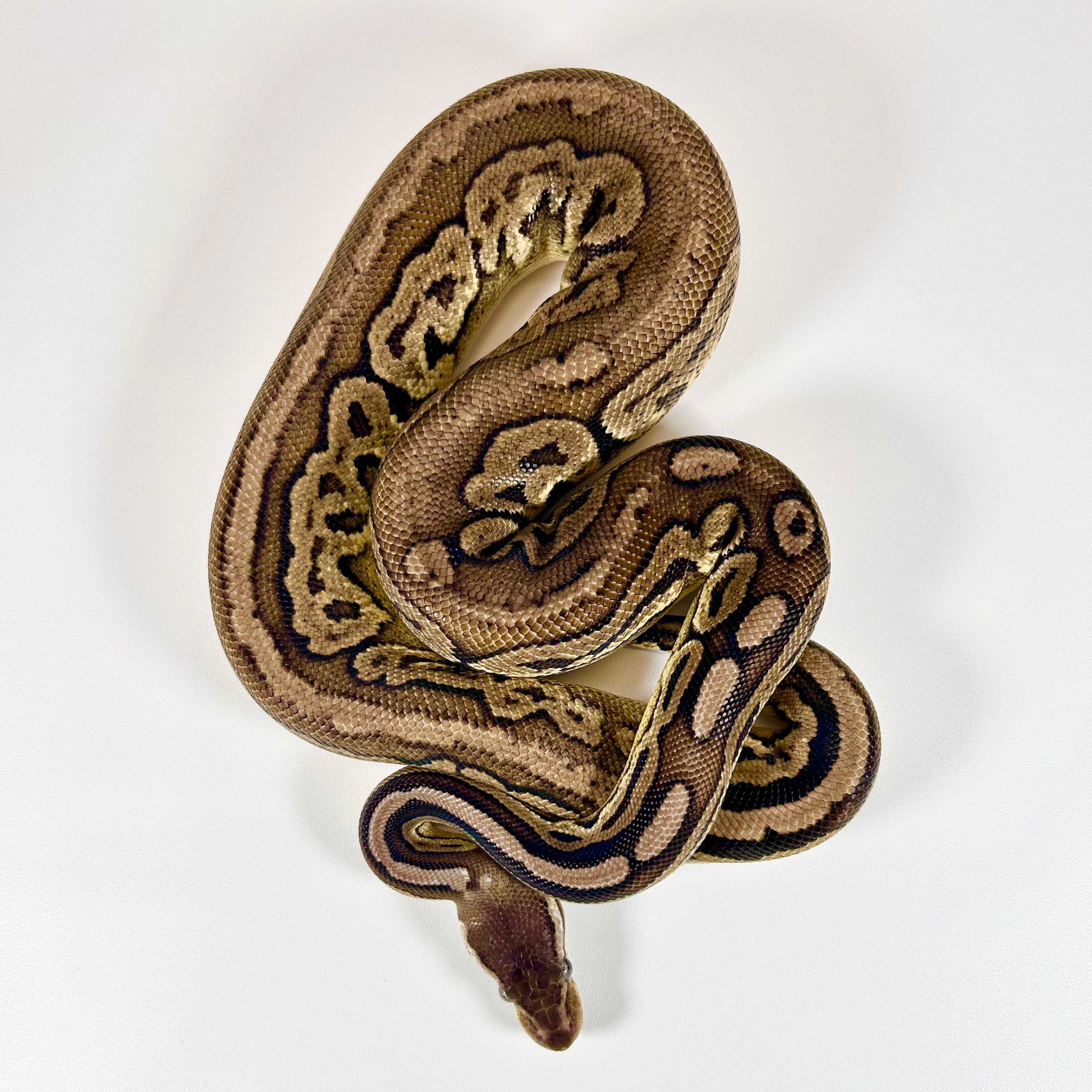 0388 Pewter Het Pied POS Sandblast Ball Python
