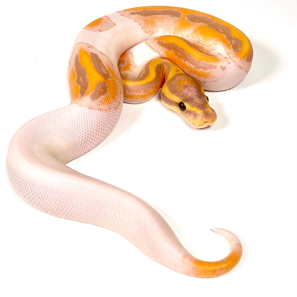 Thumbnail: 0397_02_7/25 Banana Super Enchi OD Pastel GeneX Pied Het Hypo