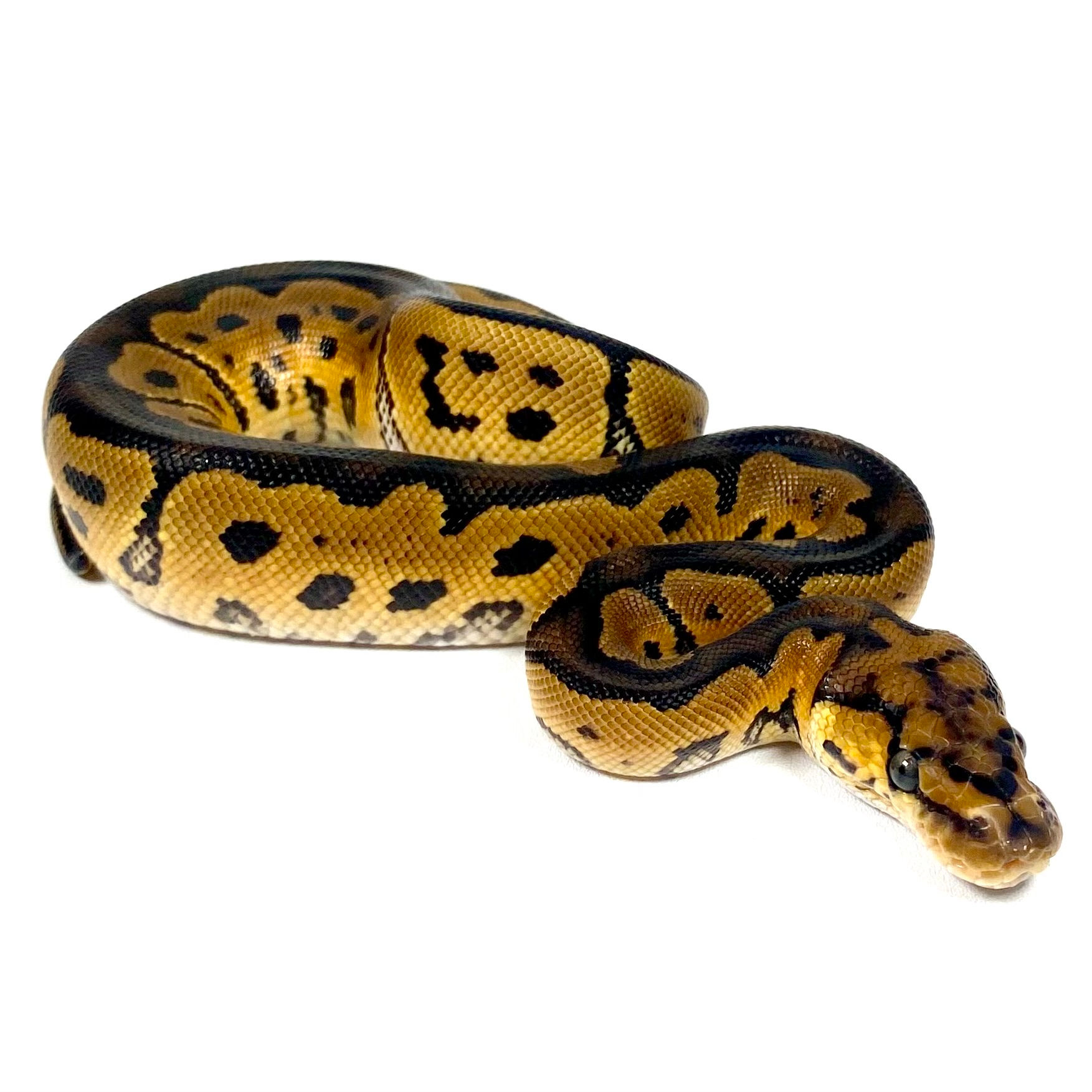 0220_05_7/25 Clown DH VPI Axanthic Pied