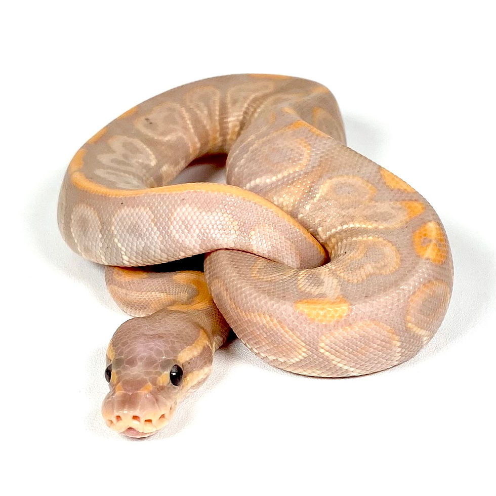 Thumbnail: GHI BP Banana Het Orange Ghost Ball Python