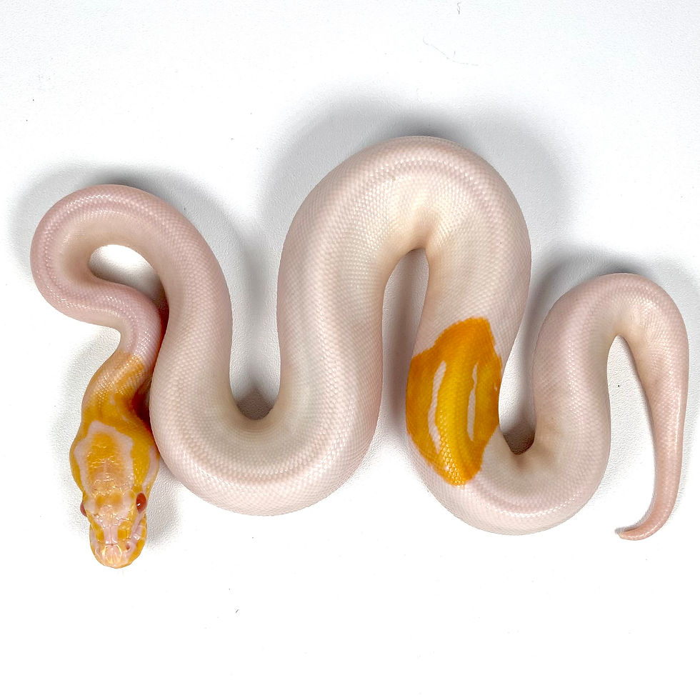 Thumbnail: 0357_04_7/25 YB Candino Pied Ball Python