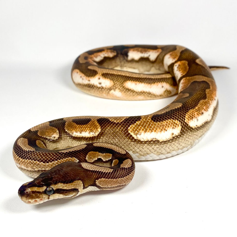Thumbnail: 0277_04 OD Enchi Cinnamon Calico Ball Python