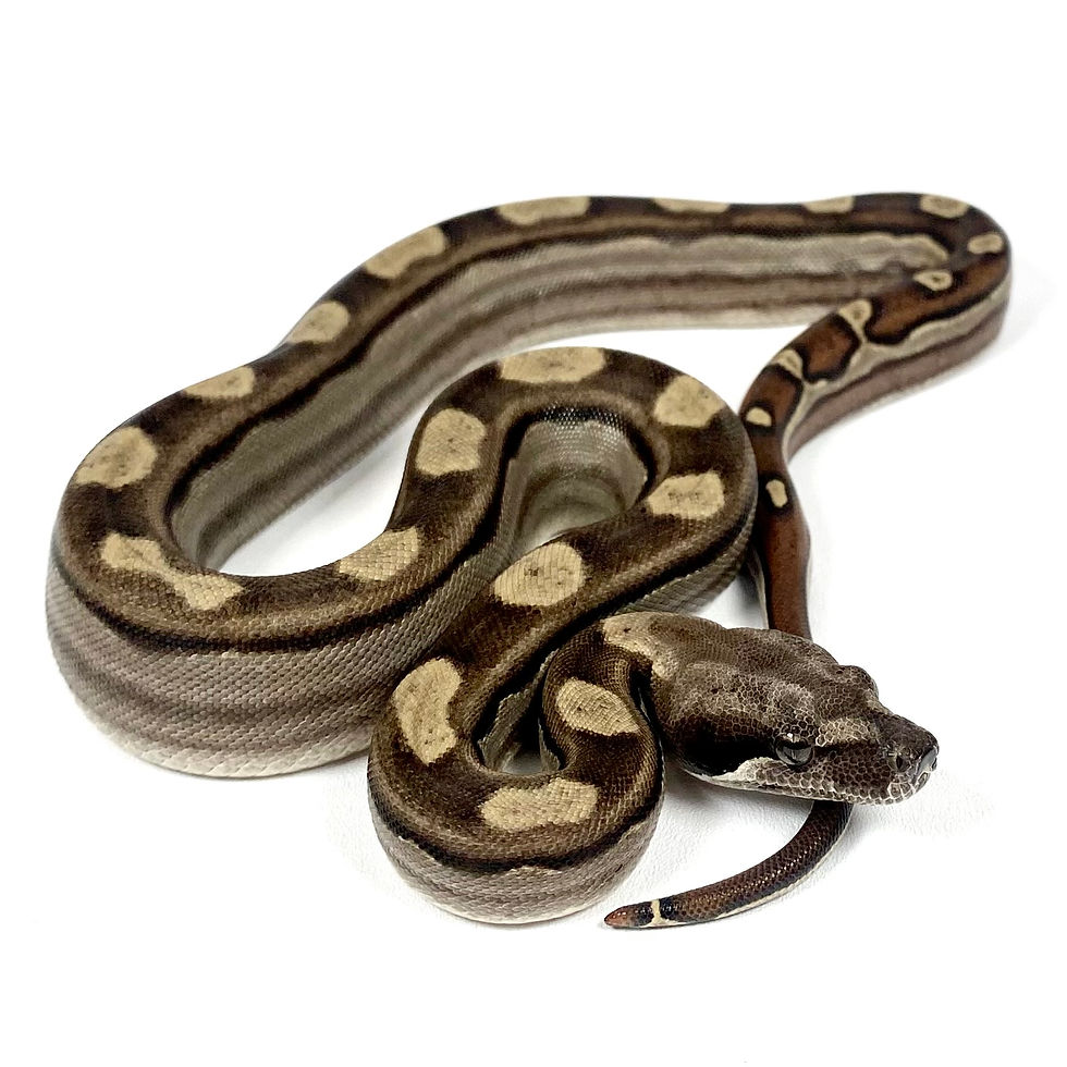 Thumbnail: BCI_0212 BCI Motley (Columbian) Boa Constrictor (BCI)