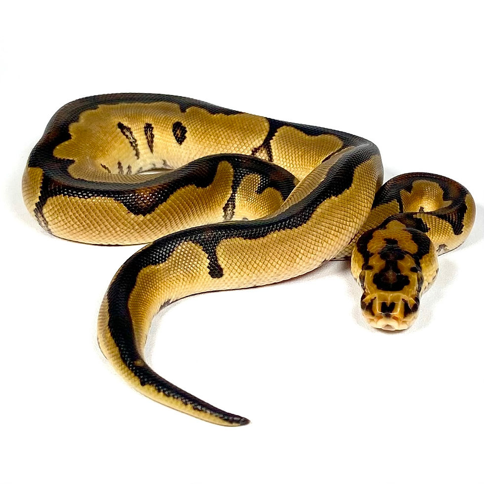 Thumbnail: Blade Clown Ball Python