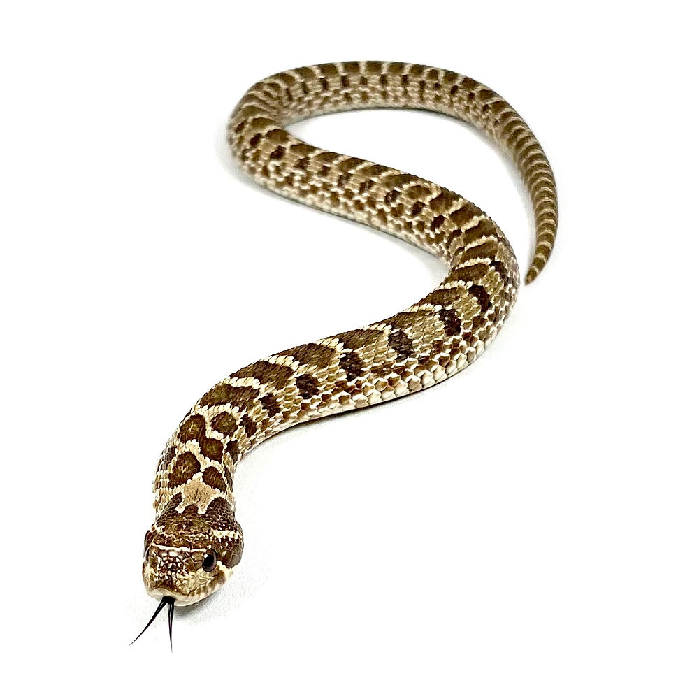 Thumbnail: HN_0800 Lemon Ghost Western Hognose