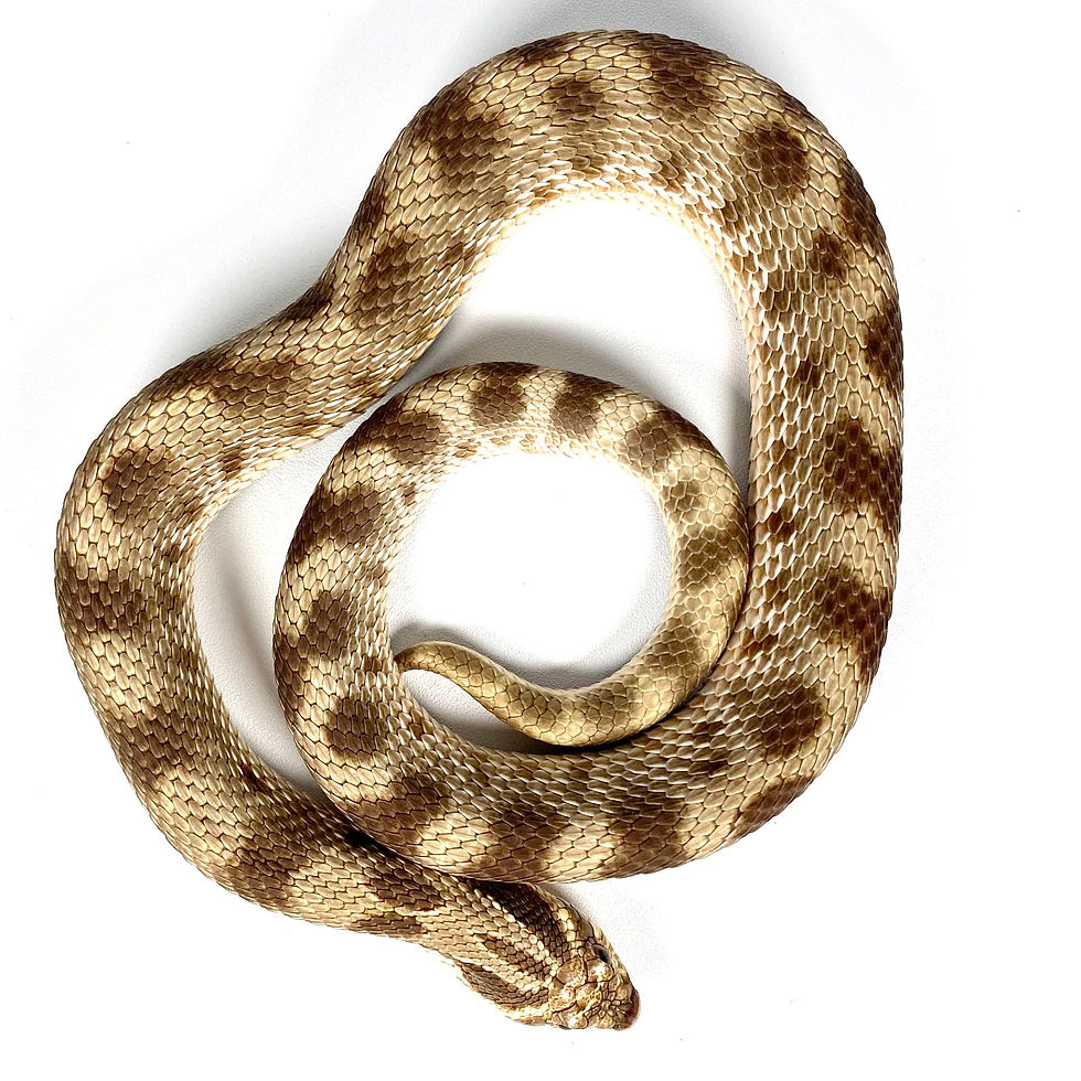 Thumbnail: HN_0101 Conda Purple Line TH Albino Axanthic Toffee Belly Western Hognose
