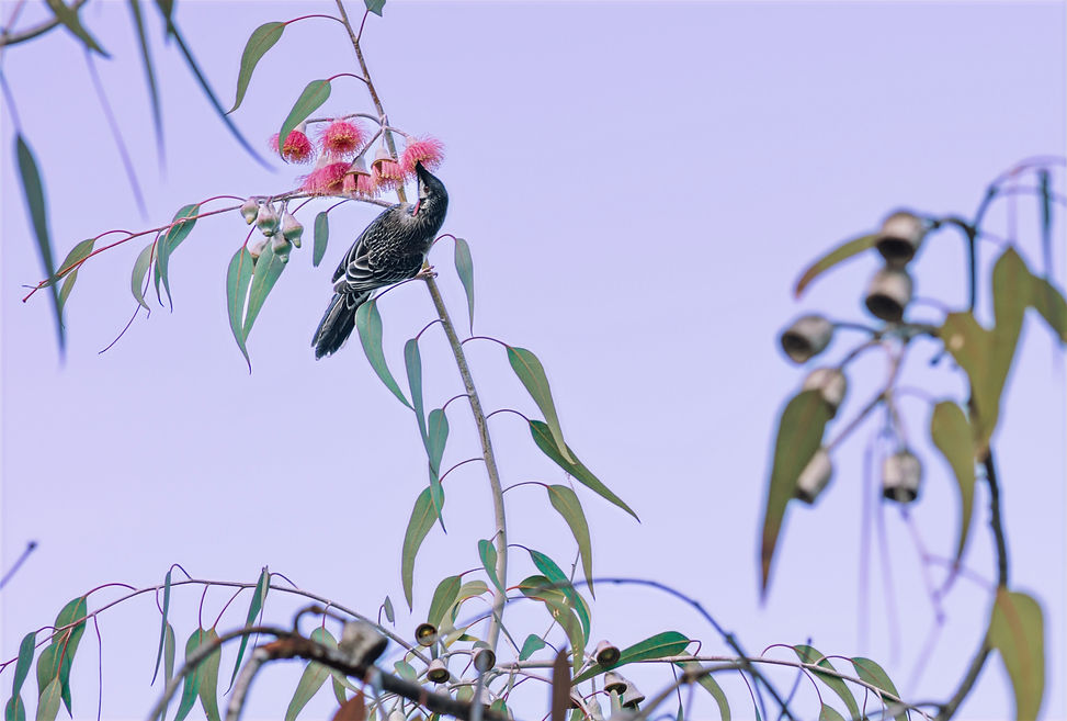 Red Wattlebird, Perth, Australia