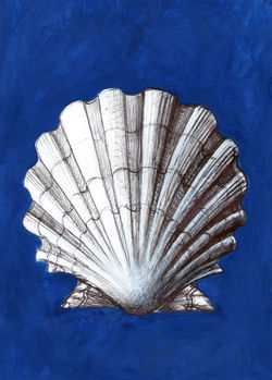 Nicchio