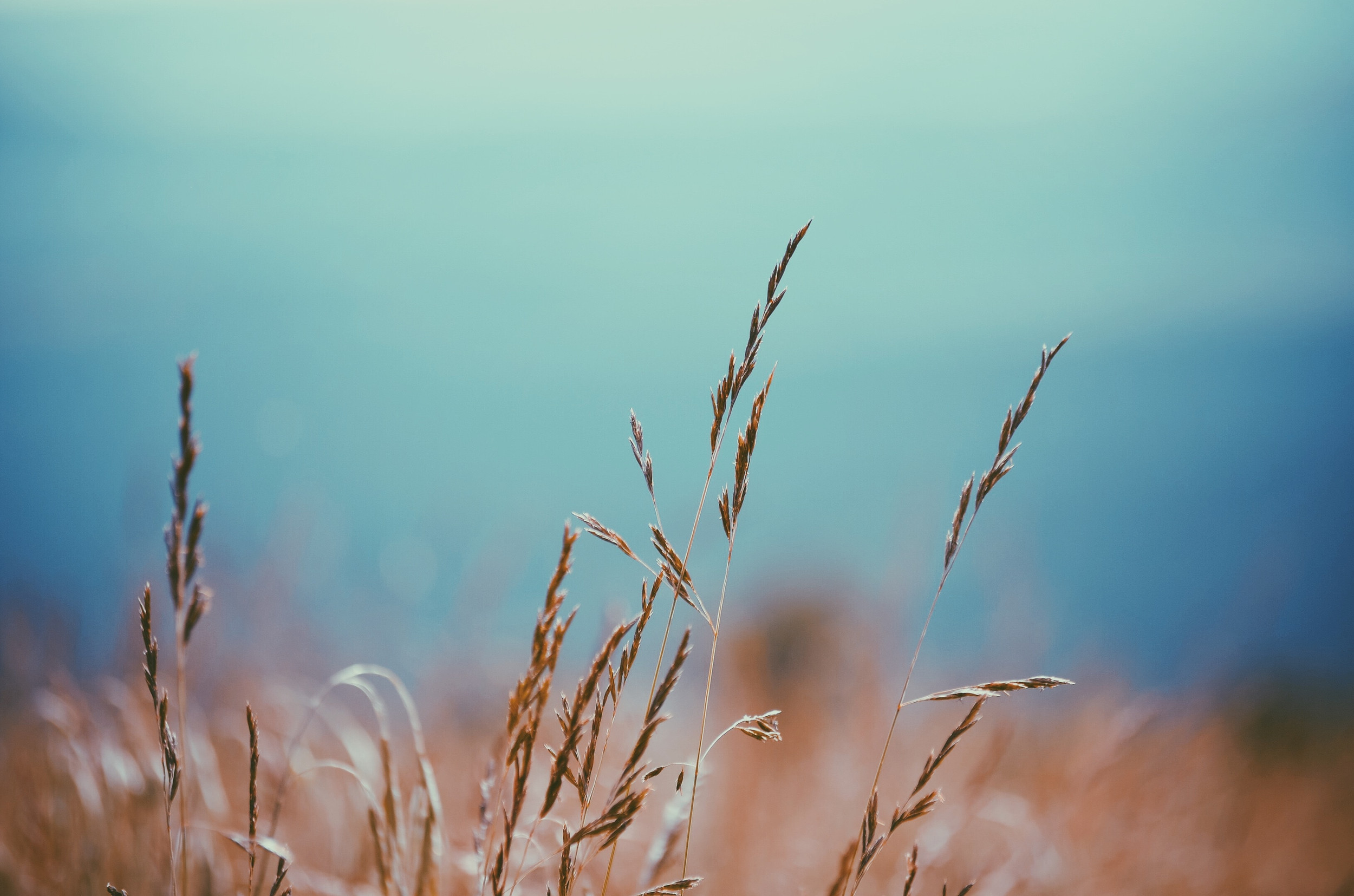 Halina O’Neill Acupuncture