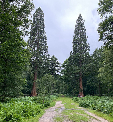 tall trees.jpg