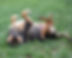 Dog Rolling.jpg