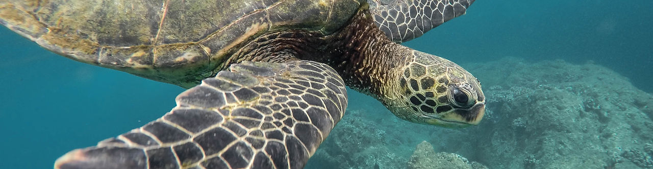 beautiful-closeup-shot-large-turtle-swimming-underwater-ocean.jpg