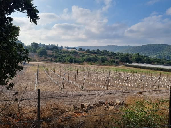 נטיעת הכרם של TERRA UMA