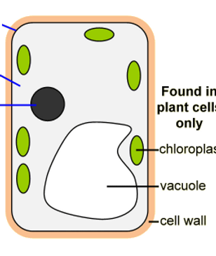 Plant Cells Ks3 Science