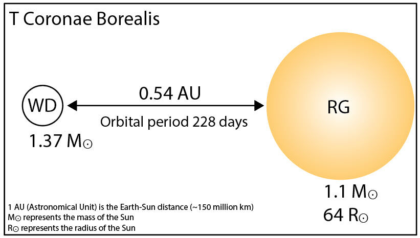 Figure 7: A Schematic diagram of binary star system T Coronae Borealis. The red giant star (RG) is 1.1 times the mass of the Sun but 64 times its radius. The white dwarf (WD) is 1.37 times the mass of the Sun. The two stars are 0.54 astronomical units (AU) apart. The two components orbit each other every 228 days. Not to scale (Diagram: Dirk Goës. Data from Linford et al. (2019) and Wikipedia).