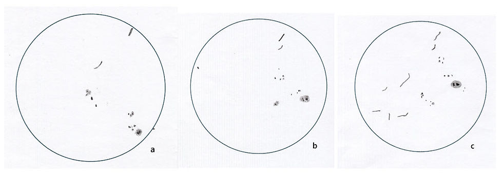 Figure 4: Drawings of the solar disc made from observations made at 10am EST on June 22 (a), 23 (b) and 24 (c), 2026, through a 127mm Maksutov-Cassegrain telescope and a 40mm Coronado Personal Solar Telescope. Both telescopes were fitted with a 90-degree prism, which flips the image. The drawings were scanned into a computer and flipped horizontally with an image editor (Credit: Andrew Wood).