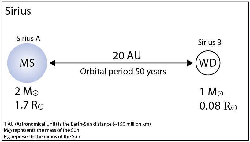 Figure 4: A Schematic diagram of binary star system Sirius. The main-sequence star (MS) is 2 times the mass of the Sun and 1.7 times its radius. The white dwarf (WD) is the mass of the Sun but only a small percentage of its radius (8%) showing that it is a very dense object. On average the two stars are 20 astronomical units (AU) apart but the distance ranges from 8 AU to 32 AU due to their elliptical orbit. The two components orbit each other every 50 years. Not to scale (Diagram: Dirk Goës and data from Wikipedia).