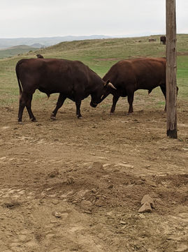 2yr old bulls sparring.jpg