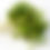 Thumbnail: Eco-size Arugula Microgreens