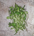 Sunflower Microgreens Starter Size