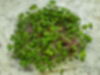 Thumbnail: Eco-size Radish Microgreens