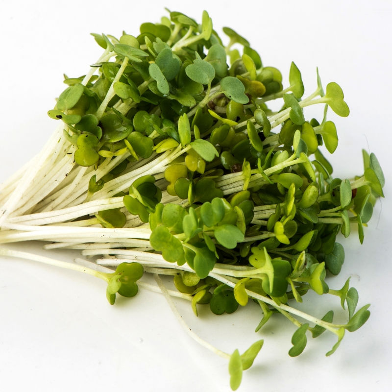 Starter-size Arugula Microgreens