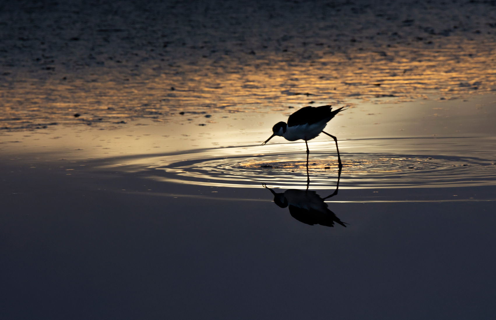 Shorebird-Marsh.jpg