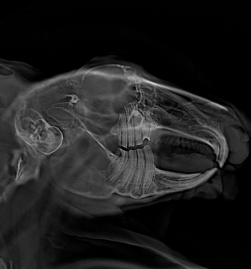Rabbit dental