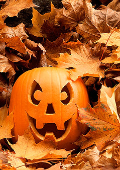 Pumpkin Among Leaves