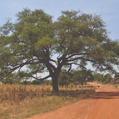 Trees and Crops Don’t Have to Compete. Climate Crisis Calls for Agroforestry.