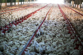 We Don’t Face Crisis of Scarcity or a Population, But a Crisis of Capitalism