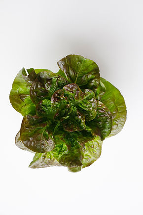 013_DietSmallPlanet_03092021_paigegreen.jpg