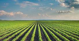 Rome Summit Takes Bold Step Toward Agroecology