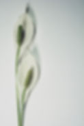 peace-lily-gf7459317f_1920.jpg