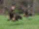 Two dogs wire-haired dachshund.jpg