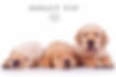 three labrador retriever puppy dogs on white background, two sleeping and one barking to