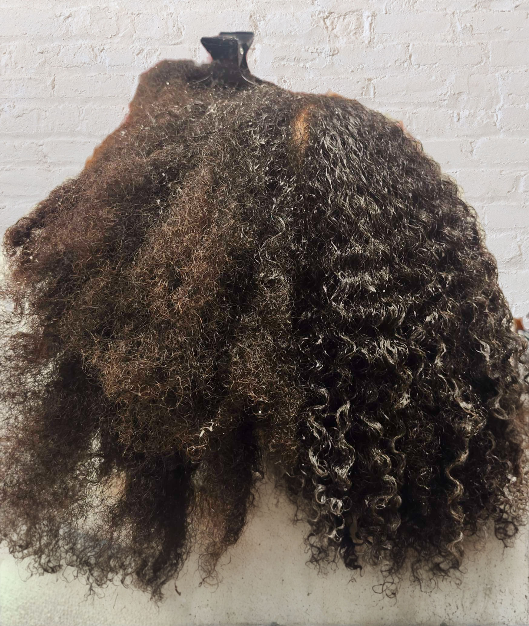 The back of woman's curly hair with half the hair tangled and half detangled.