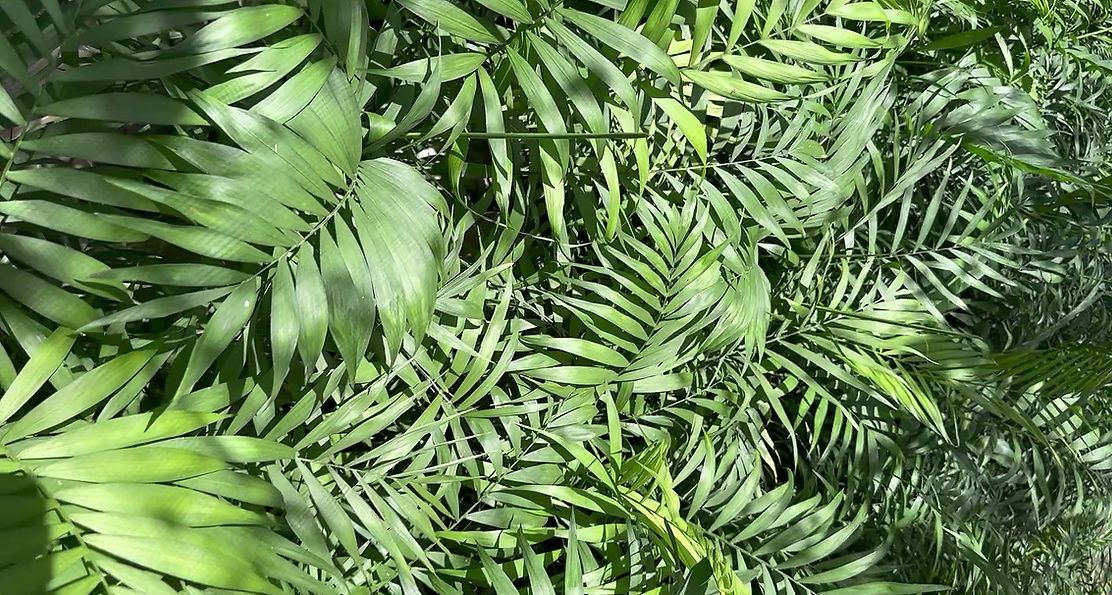 Chamaedorea Elegans_edited.jpg