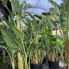 Ave del Paraíso blanca. Strelitzia Nicolai