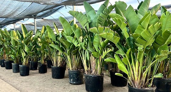 Strelitzia Nicolai
