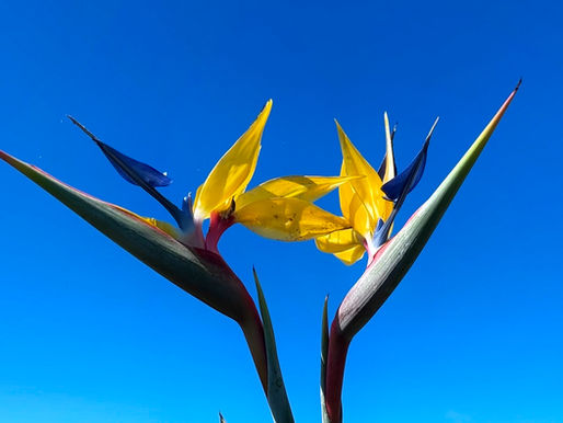 Strelitzia Mandela