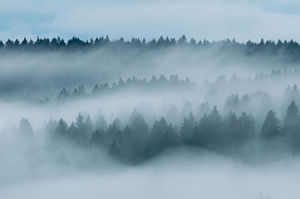Wolfsmonitoring in der Nordeifel | Auf den Spuren der grauen Pfoten
