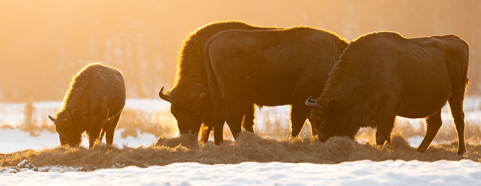 Herde Wisente an einer Fütterungsstelle