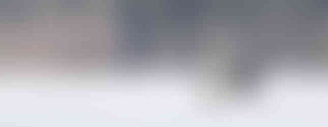 Wisente auf einem zugeschneiten Feld.